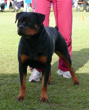 saba