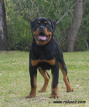 Pasher 4.5 months